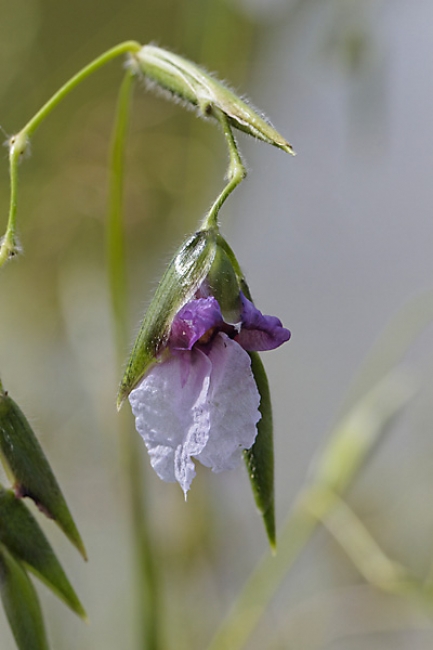 Fleurs Nanthawan Aout 2010-010